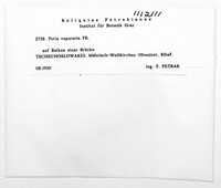 Poria vaporaria image